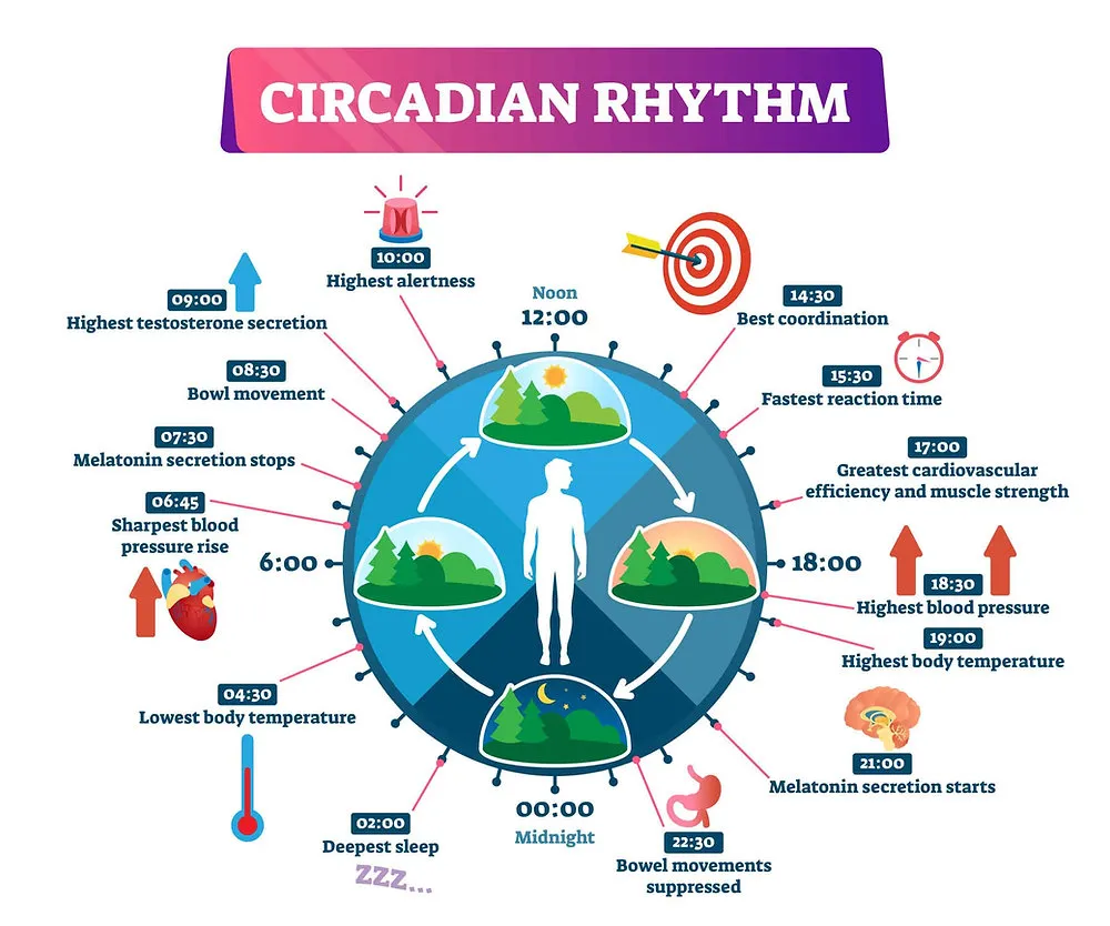 Harnessing Your Circadian Rhythm: The Science of Perfect Timing for Success, Health, and Happiness